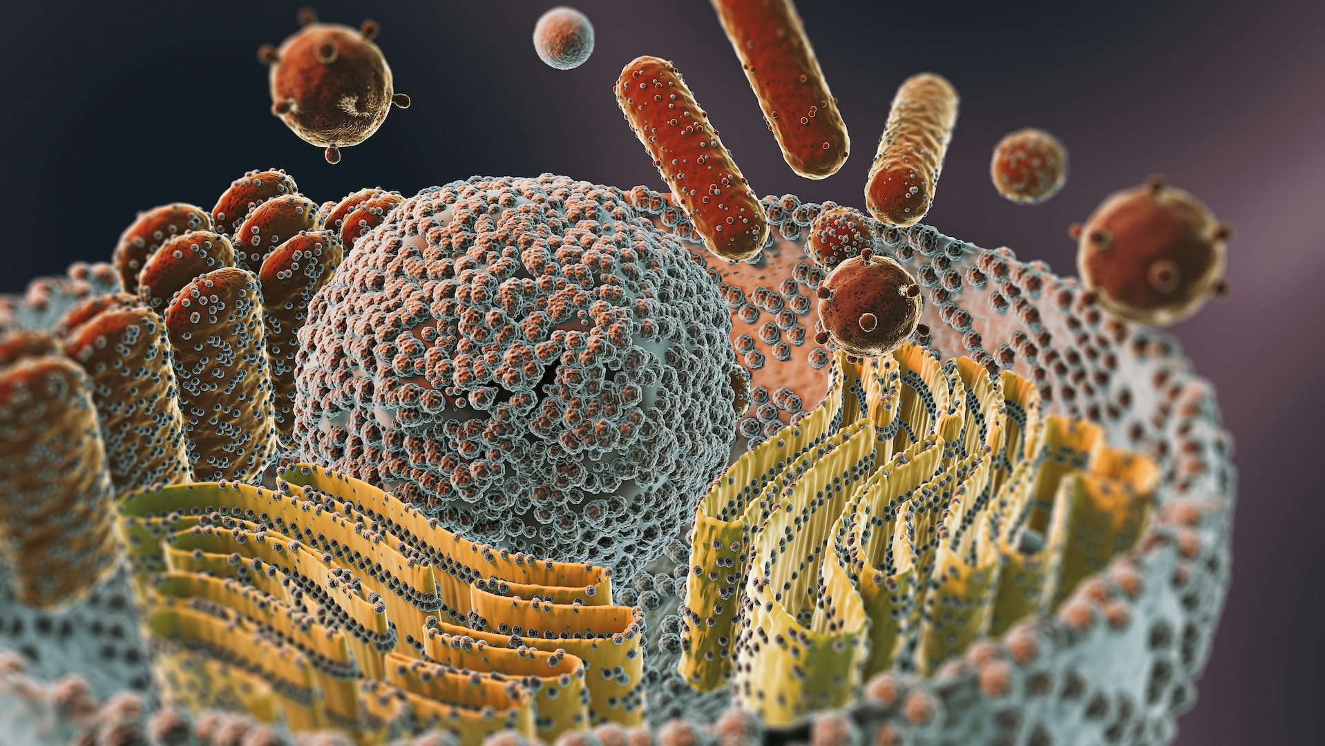 UN’ORA CON IL RICERCATORE – La cellula animale: una fortezza