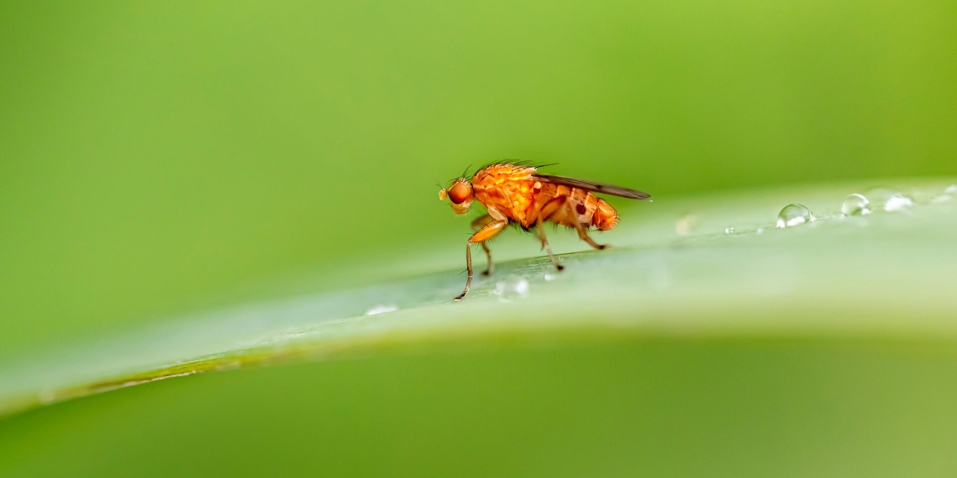 UN’ORA CON IL RICERCATORE – Un moscerino in laboratorio: un piccolo modello per grandi scoperte