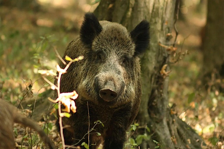 APERICERCA – Il cinghiale come risorsa per il territorio