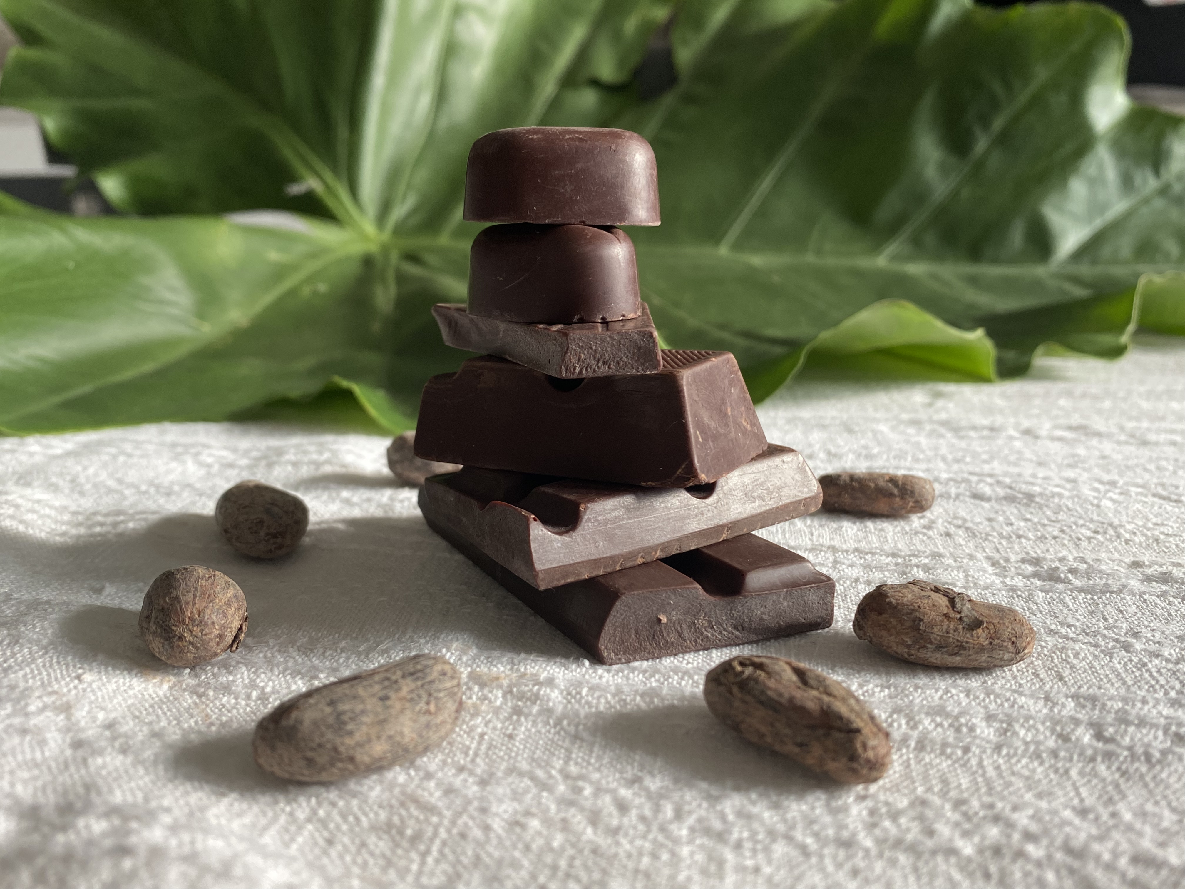 Cacao alle Estreme Latitudini