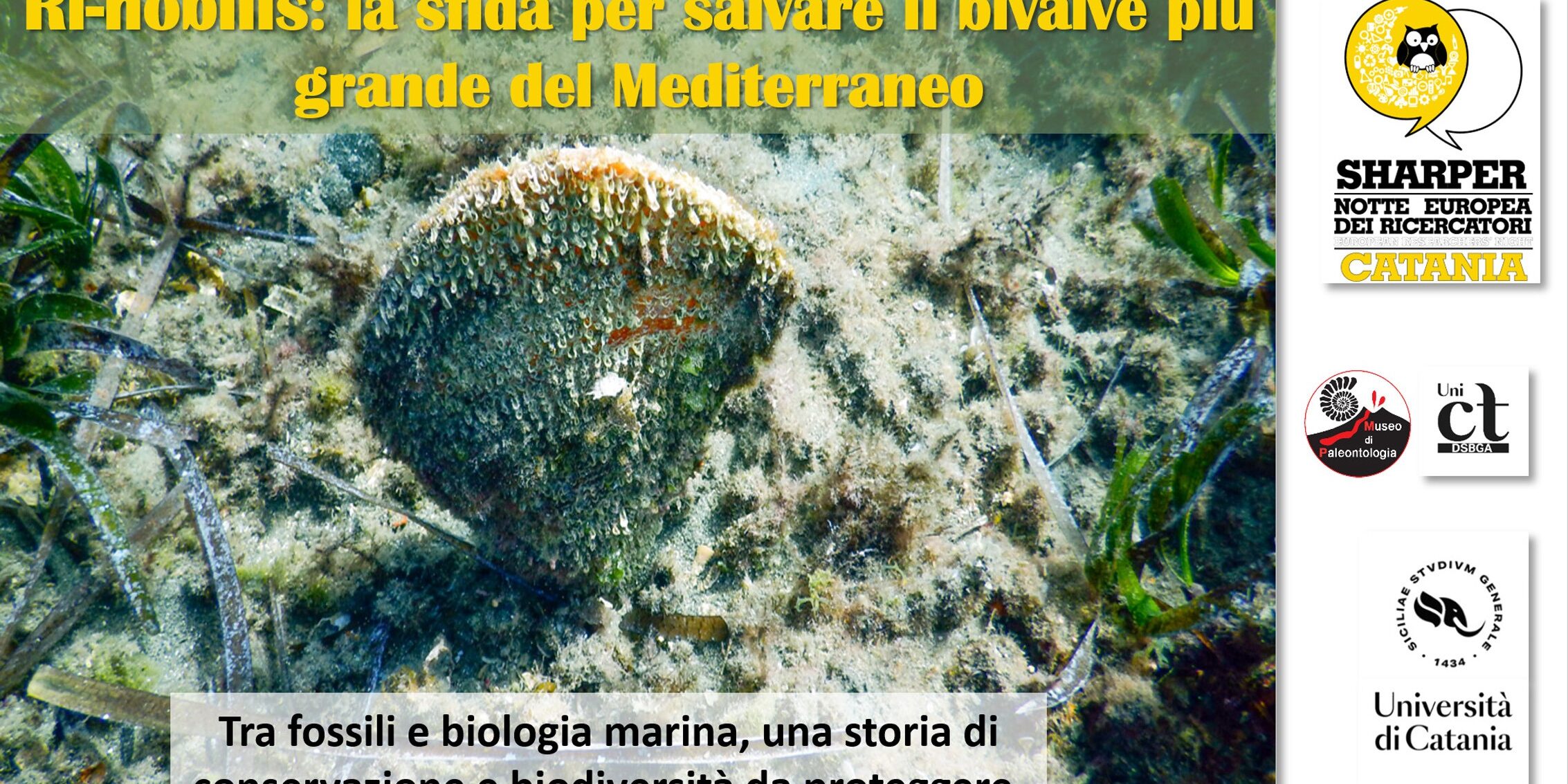 Ri-nobilis: la sfida per salvare il bivalve più grande del Mediterraneo.