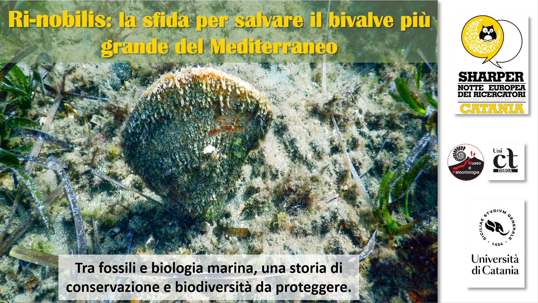Ri-nobilis: la sfida per salvare il bivalve più grande del Mediterraneo.